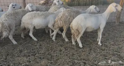 غنم دفيع ومقاريب 1