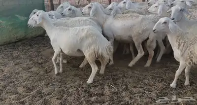 غنم دفيع ومقاريب 7