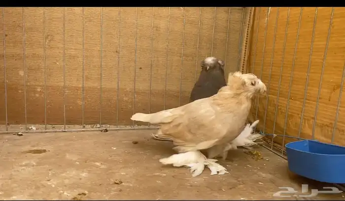 حمام بخاره 1