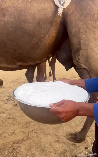 خلفه هديه حليب وافر 0