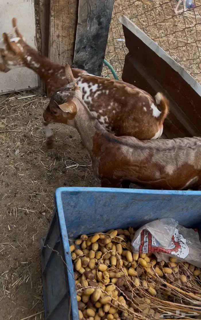 اعرض لكم 3 تيوس 1