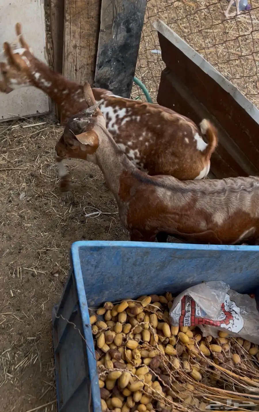 اعرض لكم 3 تيوس 1