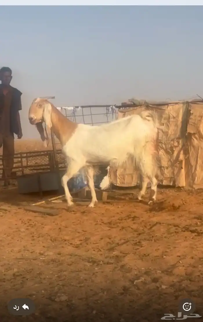 للبيع معزا مشاريك خصم اسنانها ثنيه ورباع العدد 7 وفيها موال 10