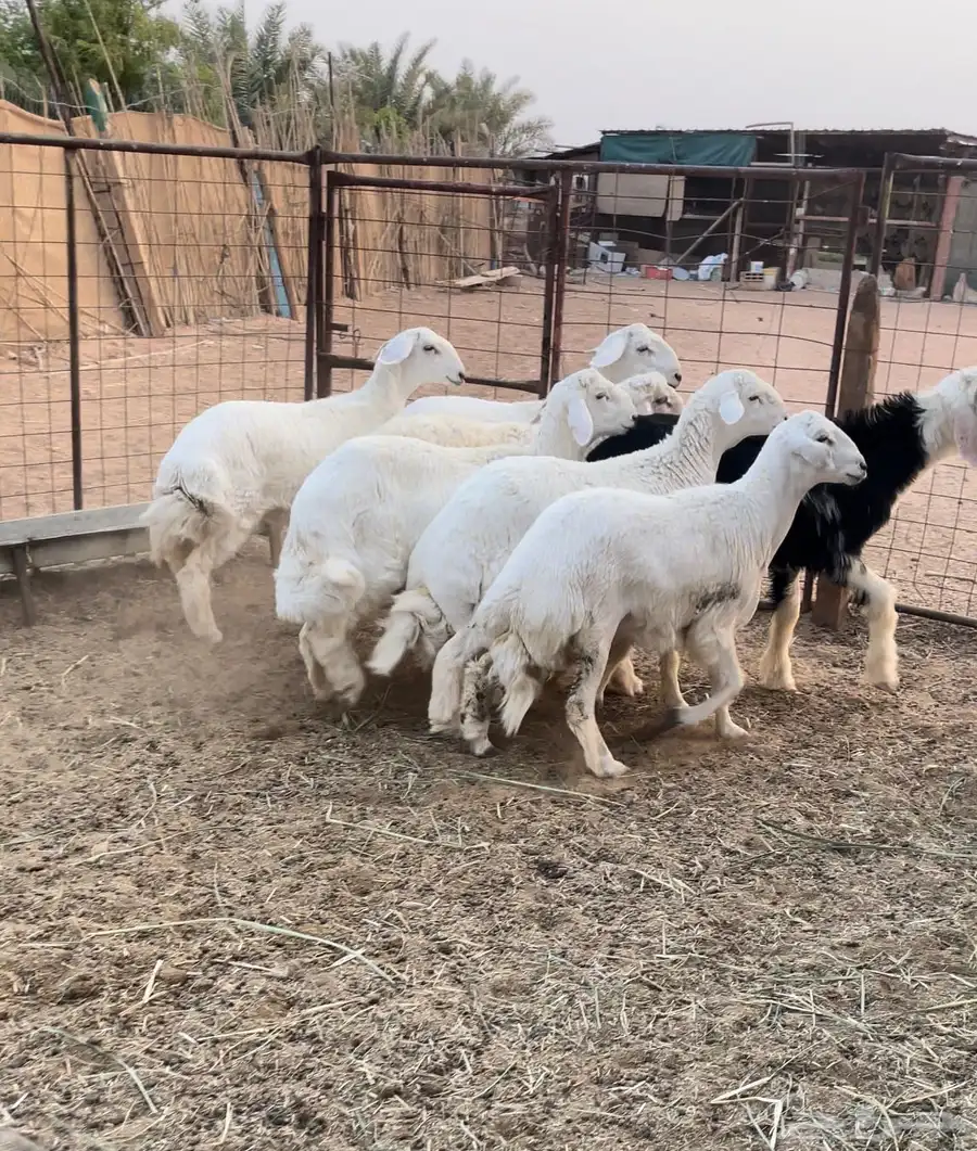 7 طليان فيها رخل 0