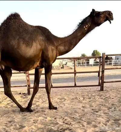 بكر لقحه ثنيه نادره 0