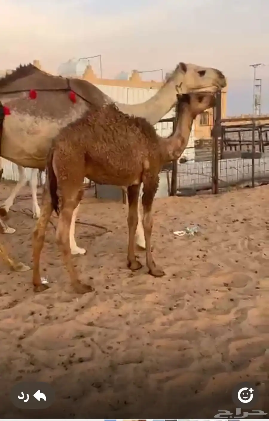 خلفه تحتها قعود سنها سدس هديه 0