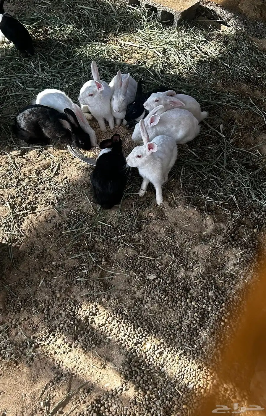 أرانب بلدي وفرنسي 2