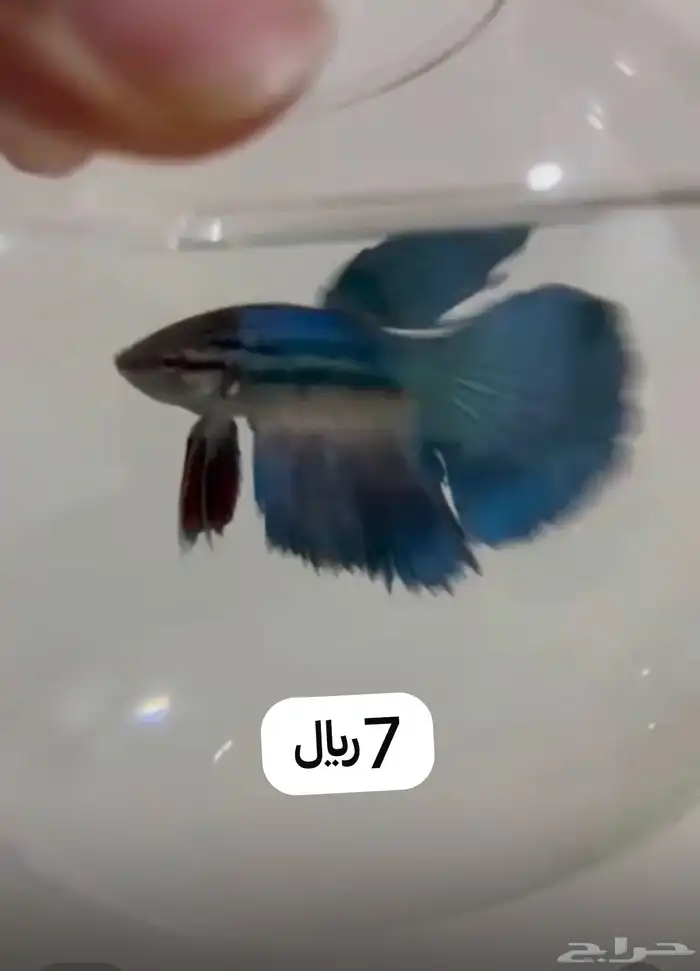 سمكة ( سمك ) فايتر 6