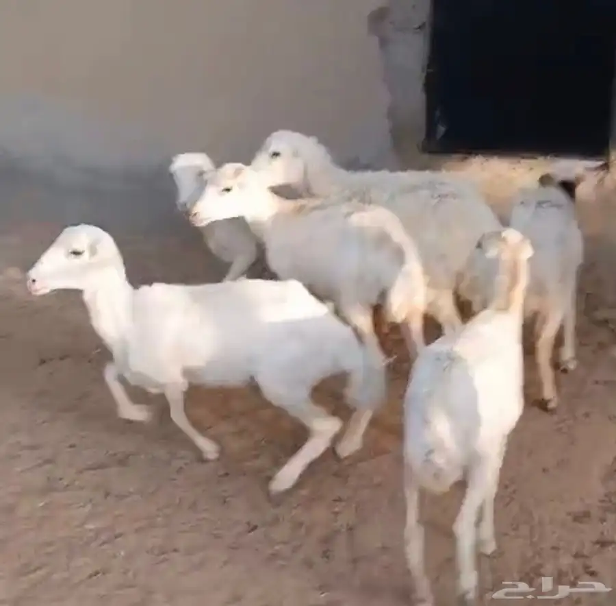 غنم رفد 6 1