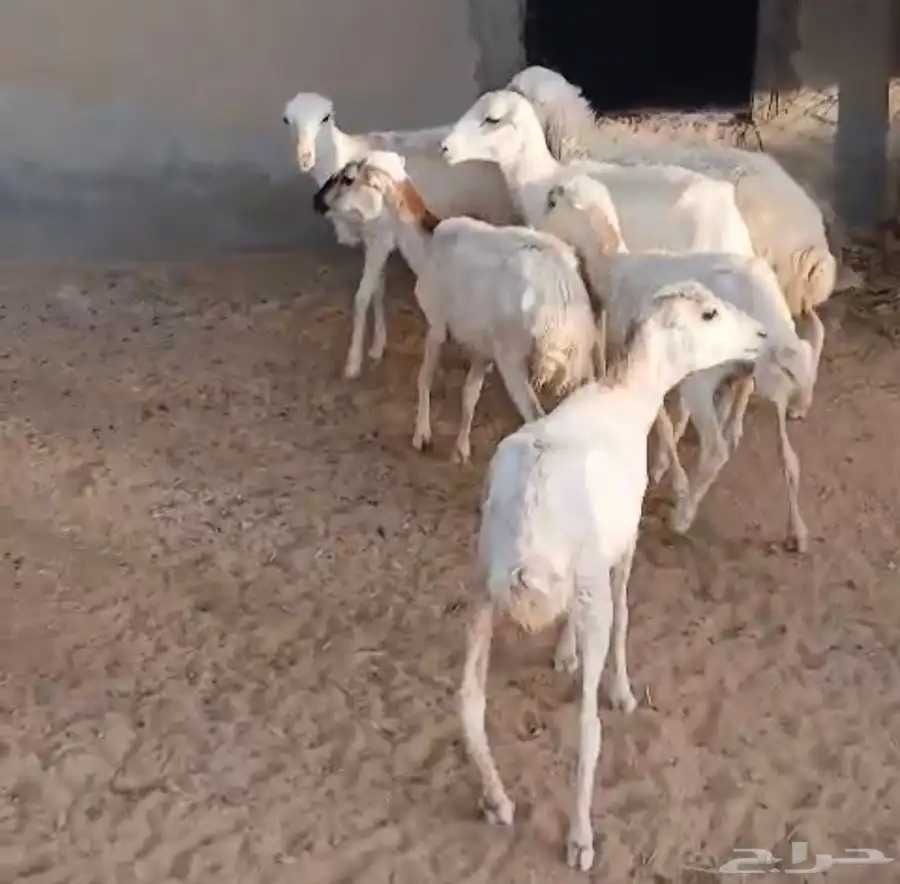 غنم رفد 6 2