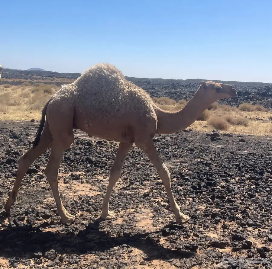 قعدان للبيع 0