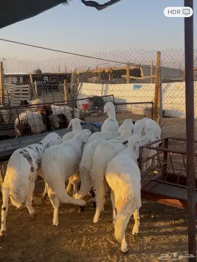 ذبايح 1