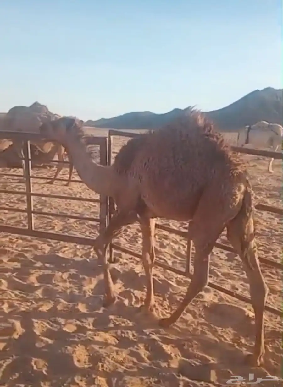 حاشي 0
