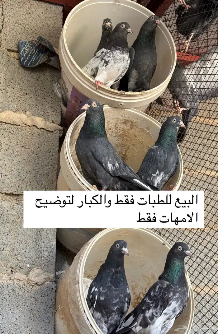 حمام باكستاني تيدي ورام بوري 14
