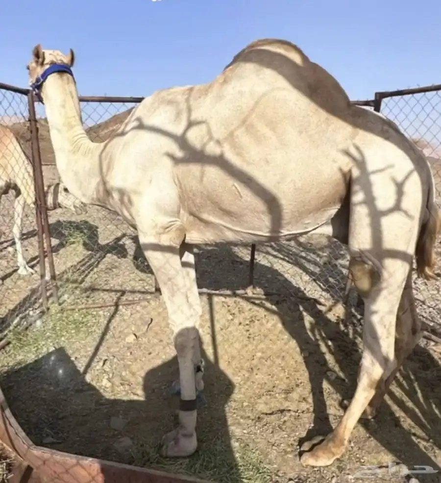 فحل درجه اولا 0