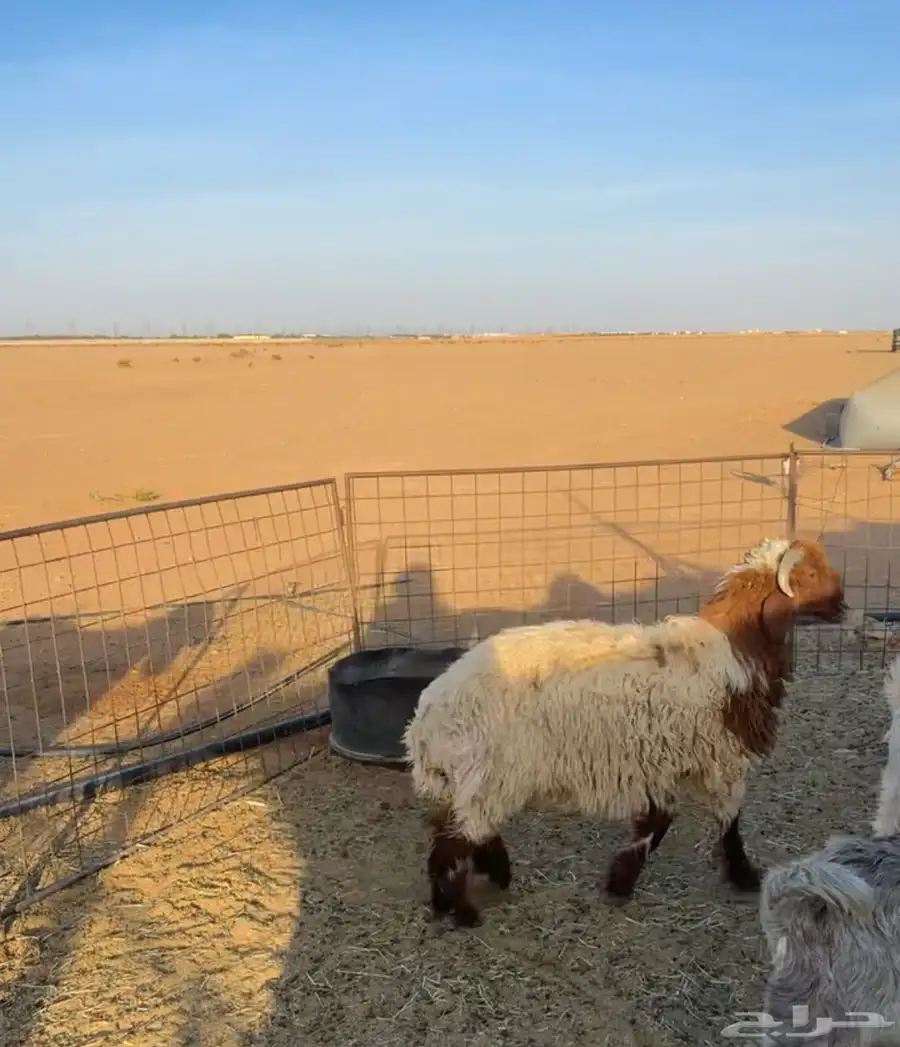 خروف عمره 6شهور ونص يتمم جرمه طيب وظهره مليان 2