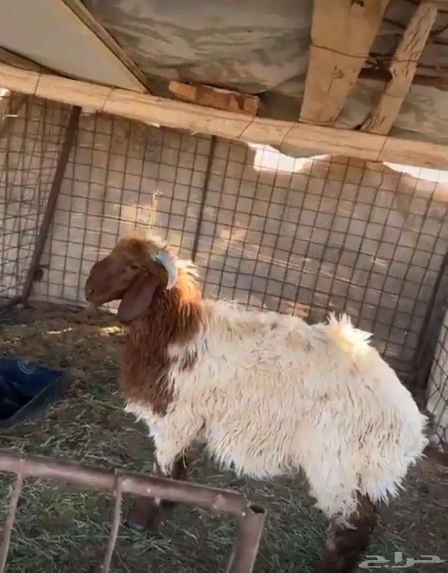 خروف عمره 6شهور ونص يتمم جرمه طيب وظهره مليان 1