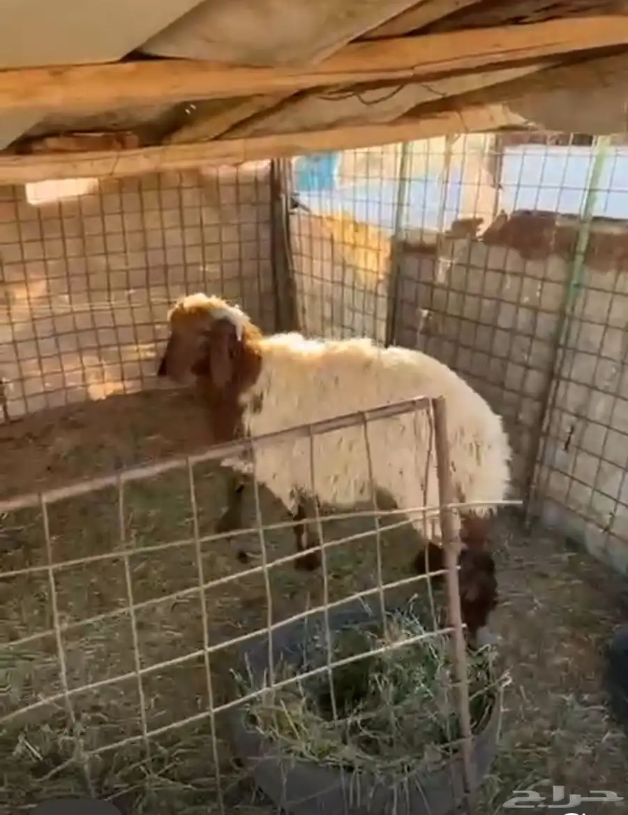 خروف عمره 6شهور ونص يتمم جرمه طيب وظهره مليان 3