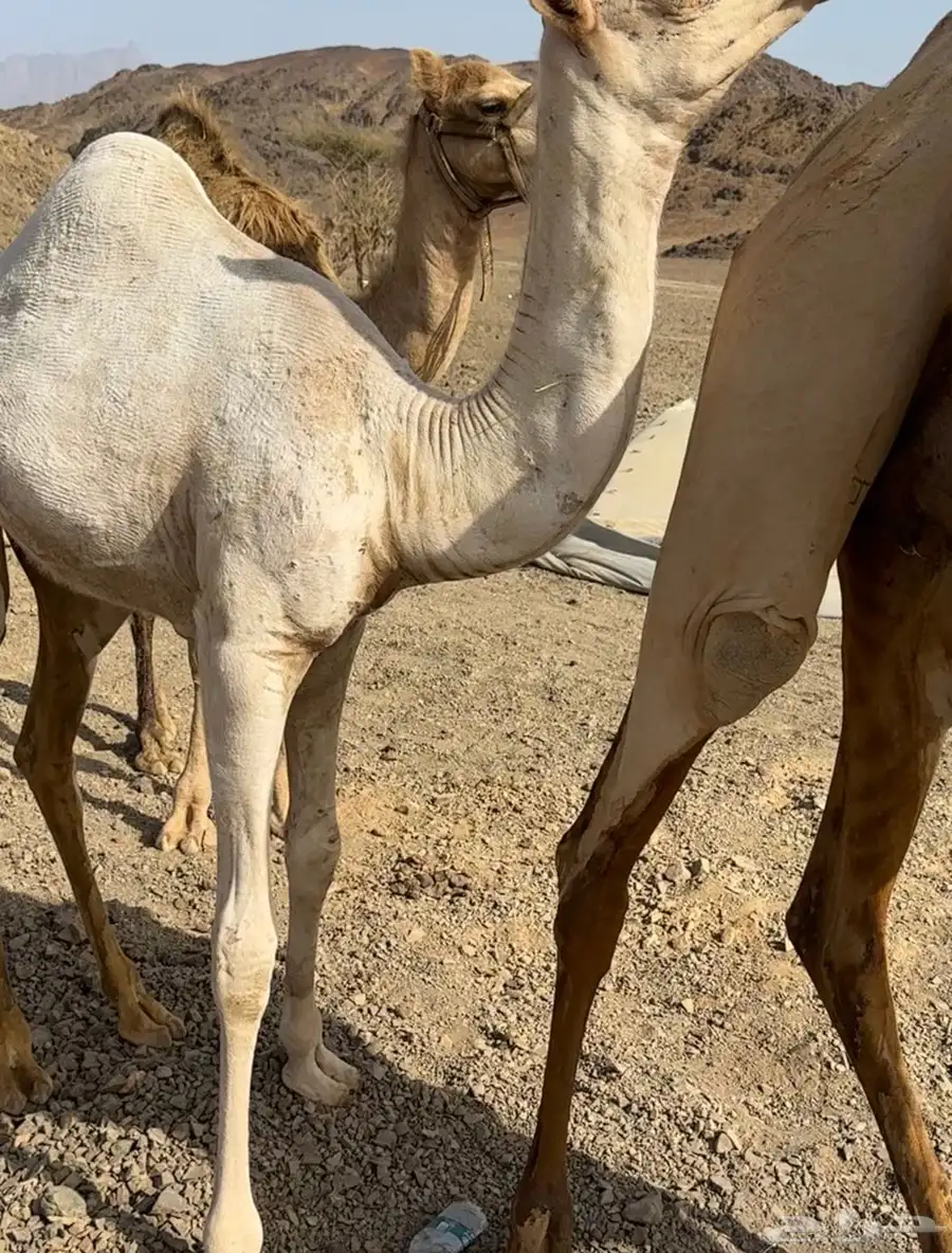 فحل درجه اولا 5