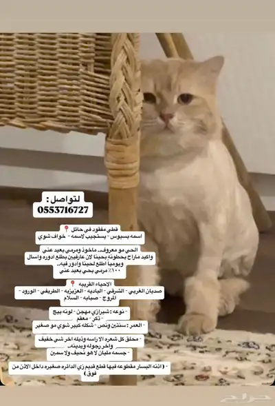 قط مفقود حائل 2