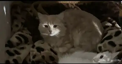 قط مفقود حائل 14