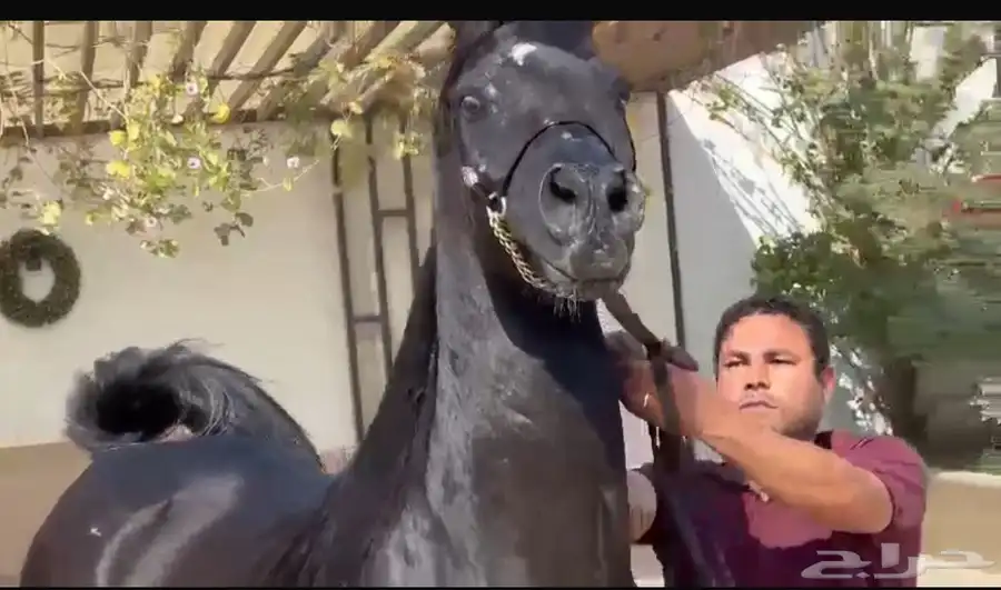فرس واهو لقاح على فحل ادهم 2