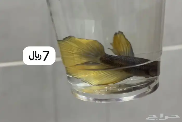 سمكة ( سمك ) فايتر 9