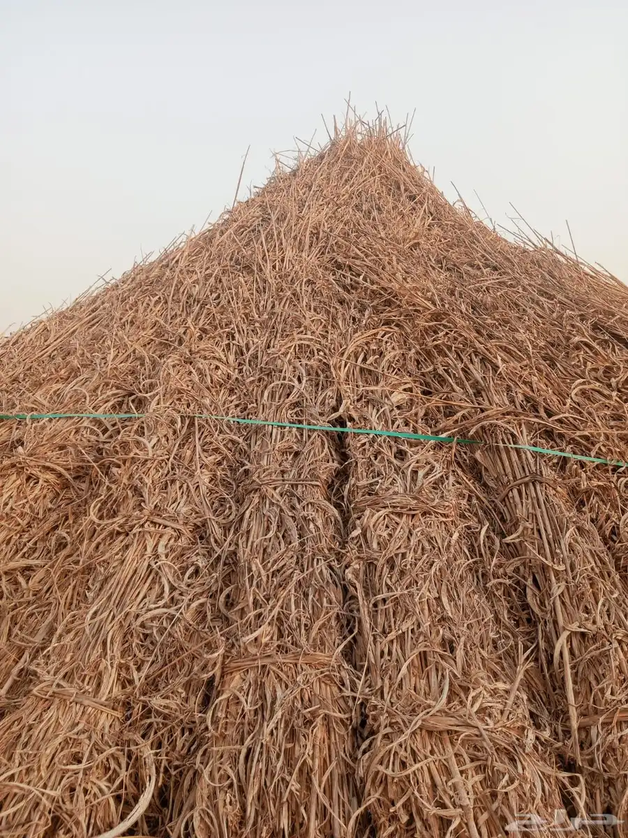 قصب يابس خريف من 3ريال 2