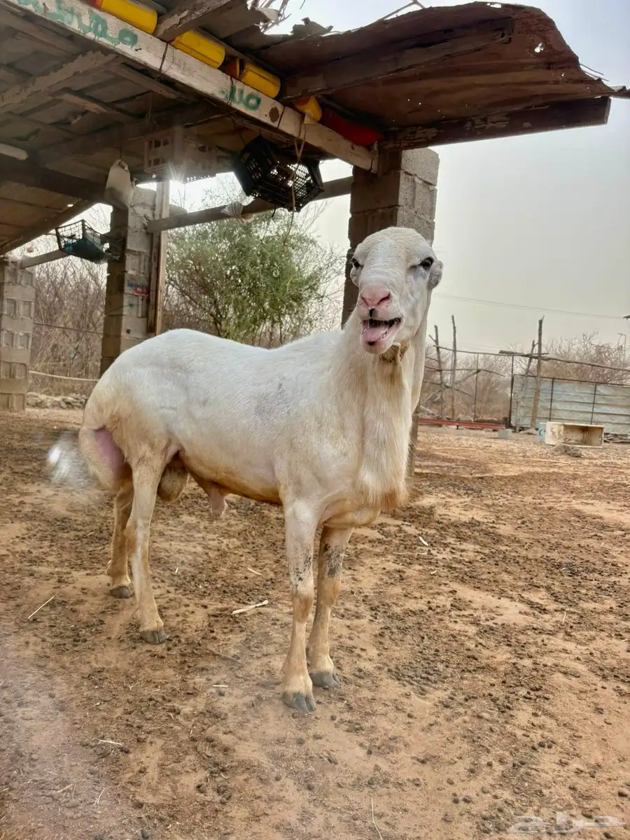 كبش بلدي فاخر 3