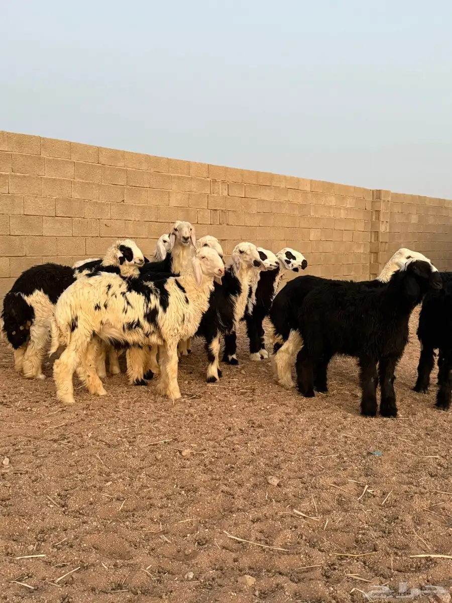 بهم نجد 3