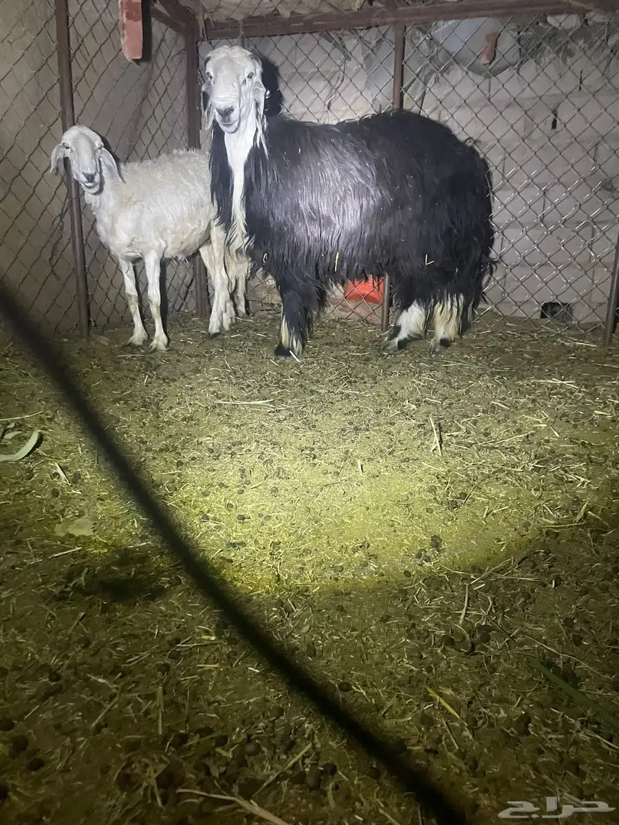 خروف فحل فاخر ثني شرط قريع وضهره طيب 1