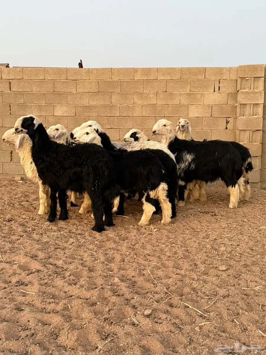 بهم نجد 0