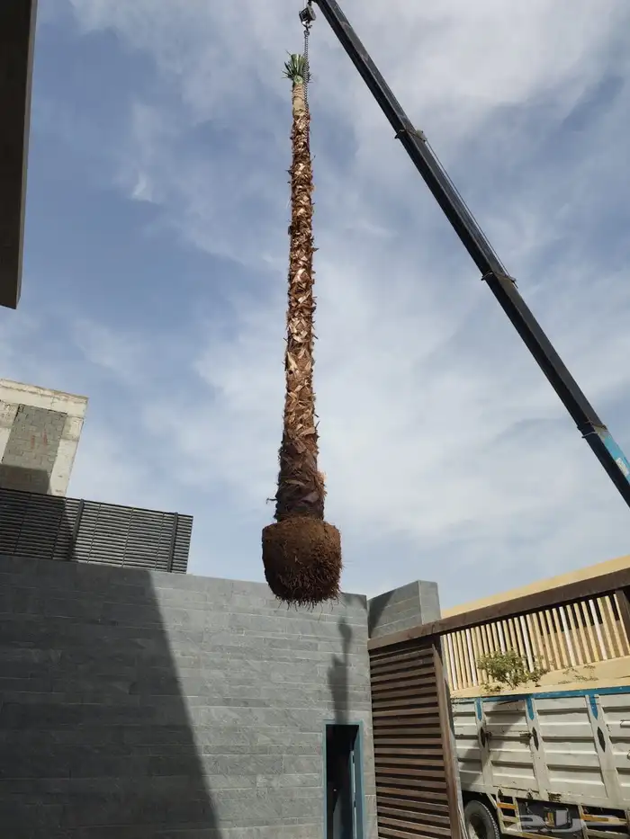 نخل واشنطونيا نخل زينه نخل للبيع 3