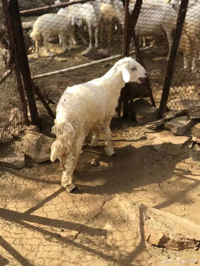 خروف حري 1