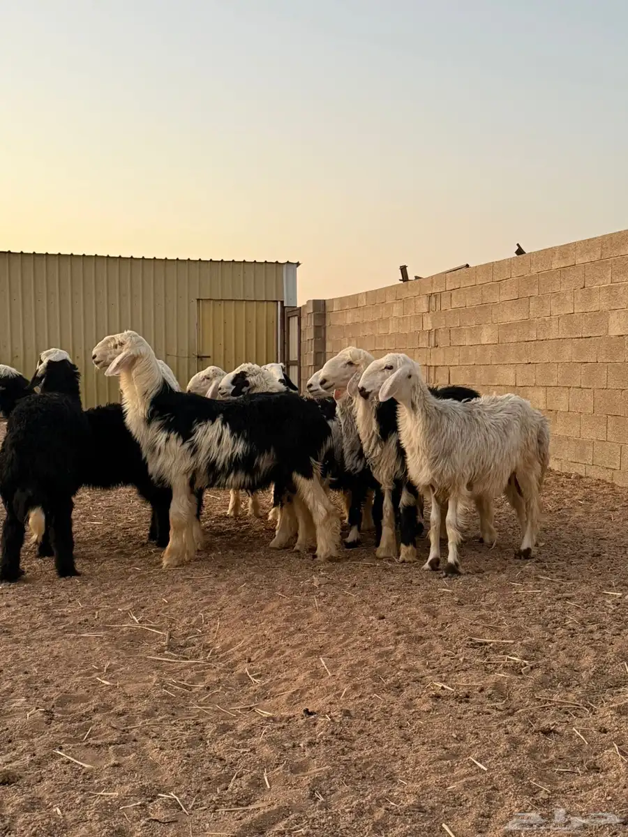بهم نجد 2