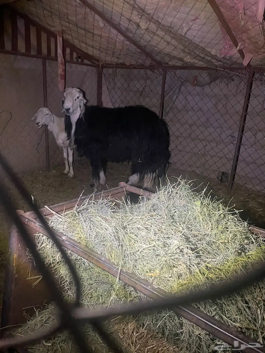 خروف فحل فاخر ثني شرط قريع وضهره طيب 0