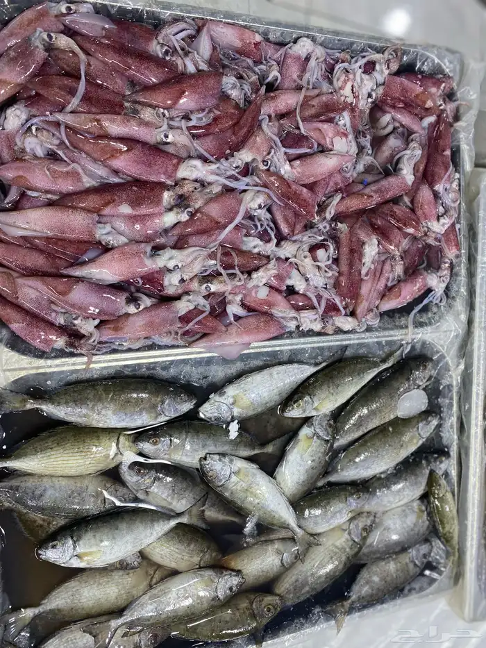 اسماك البحر 4