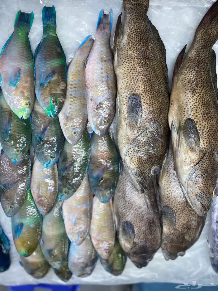 اسماك البحر 3