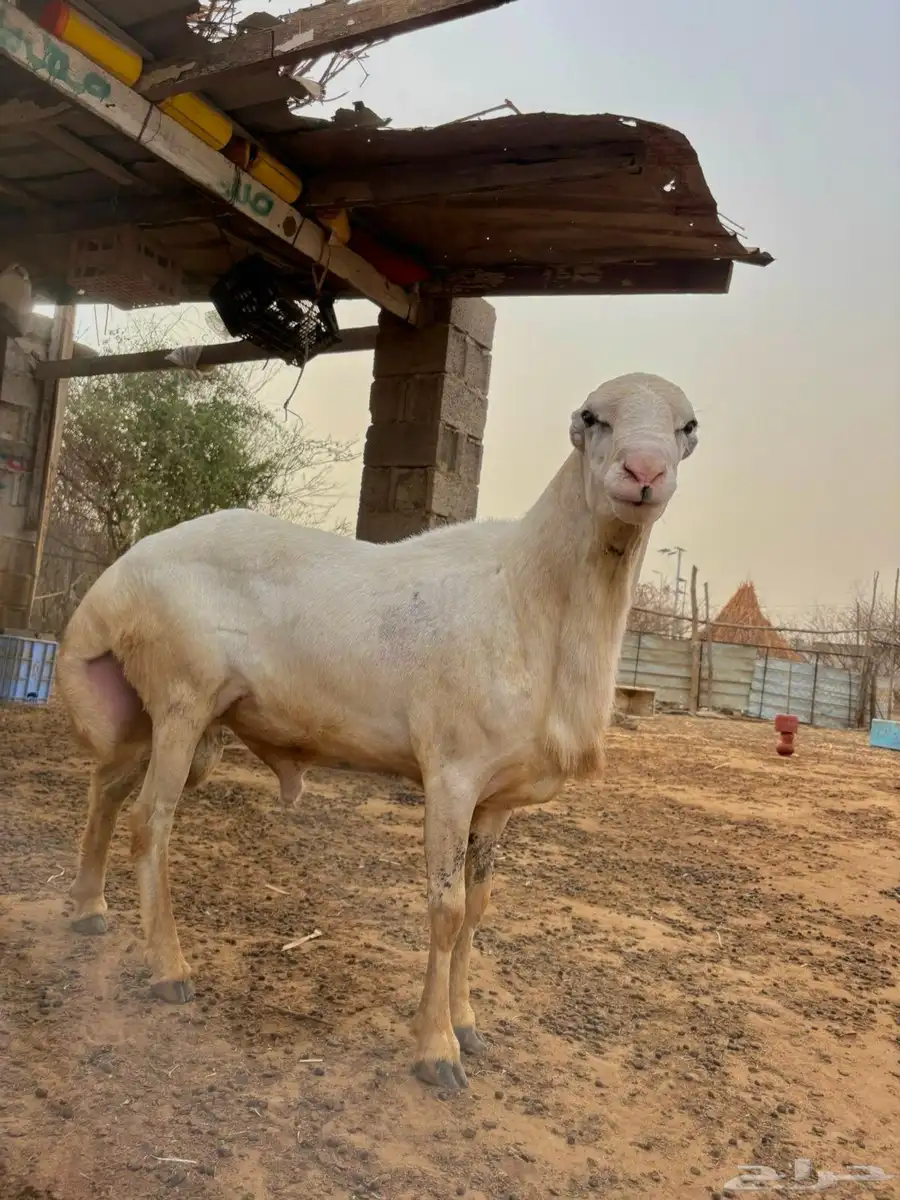 كبش بلدي فاخر 0