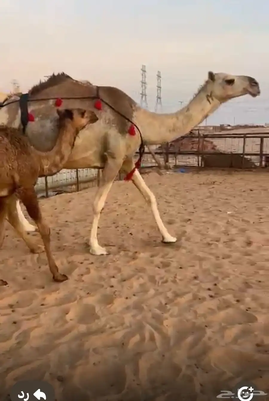 خلفه تحتها قعود سنها سدس هديه 1
