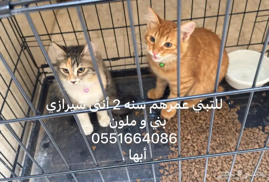 تبني قطط مستعجل احد رفيدة ابها خميس مشيط 0