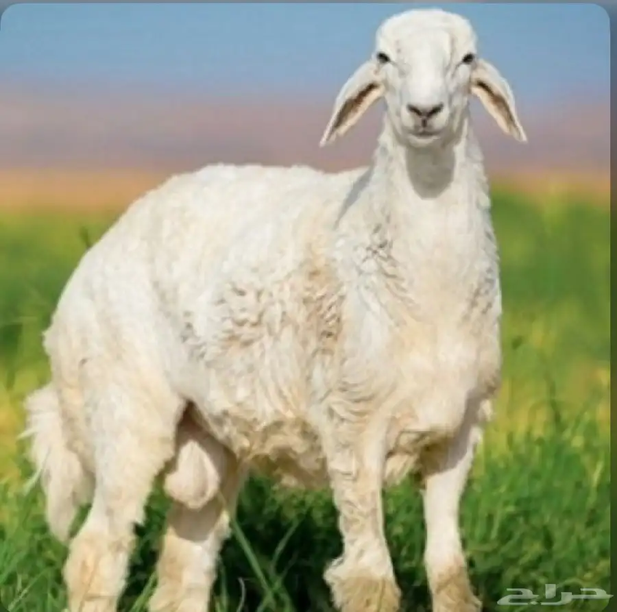 طليان وتيوس يوجد دفع تابي وتمارا 0