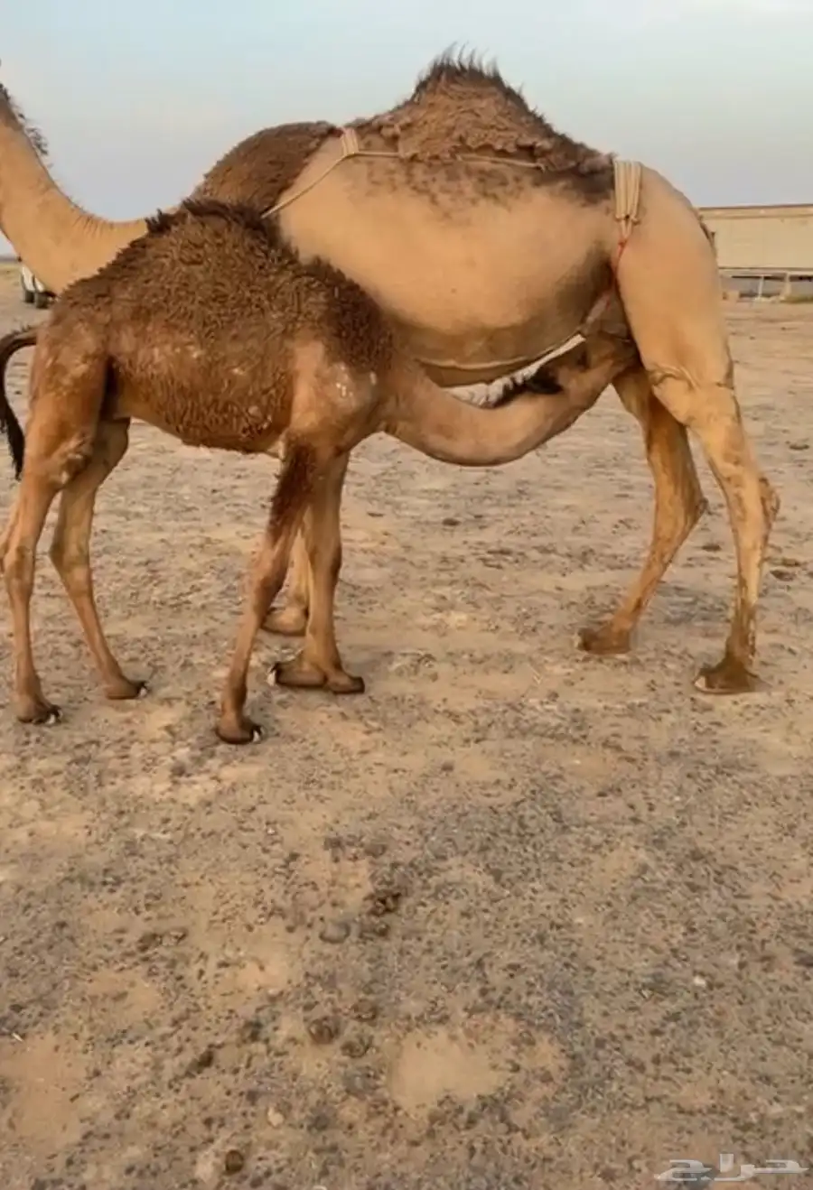حشو بريات 4