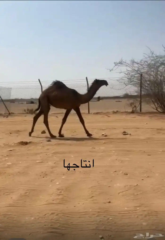 لقحه صفرا 0