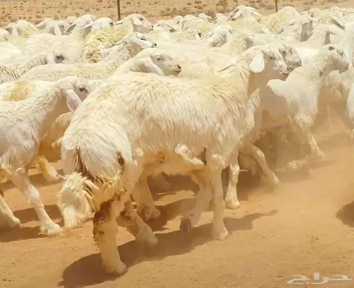 رخال حريات جذعات مراح 316 راس ( تم البيع ) 23