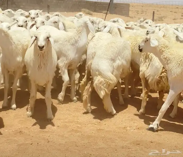 رخال حريات جذعات مراح 316 راس ( تم البيع ) 21