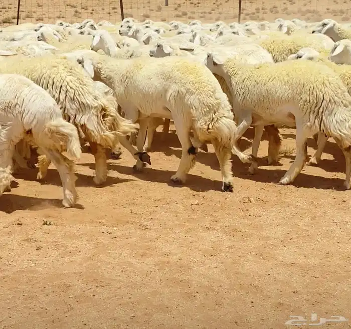 رخال حريات جذعات مراح 316 راس ( تم البيع ) 17