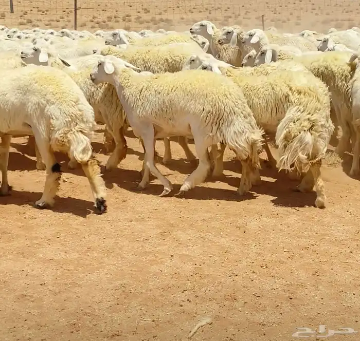 رخال حريات جذعات مراح 316 راس ( تم البيع ) 10