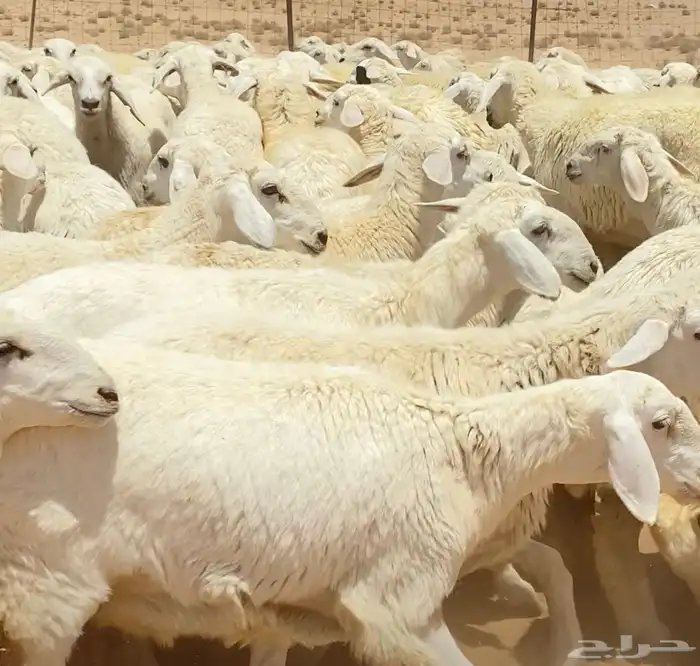 رخال حريات جذعات مراح 316 راس ( تم البيع ) 24