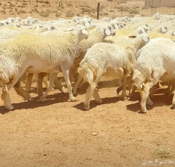 رخال حريات جذعات مراح 316 راس ( تم البيع ) 13